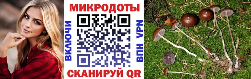 Купить где  Питкяранта  Псилоцибиновые грибы GOLDEN TEACHER 